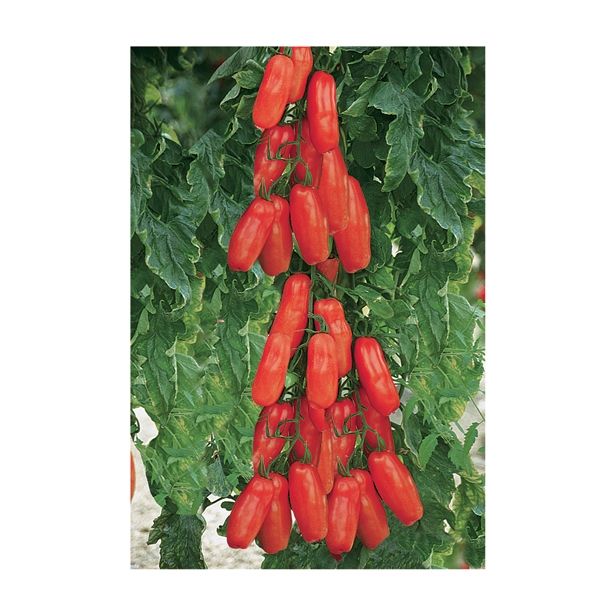 PLODOVKE VOLMARY CEPLJENI PARADIŽNIK 12 CM TUMA RED