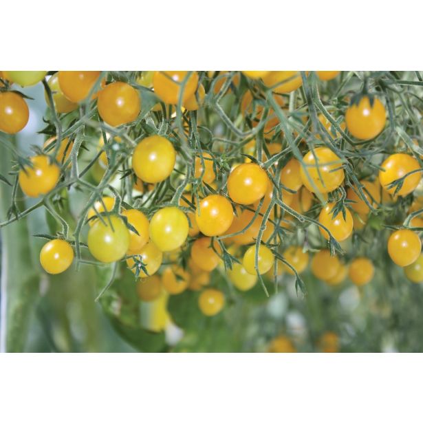 PLODOVKE VOLMARY CEPLJENI PARADIŽNIK TOMBERRY RUMEN