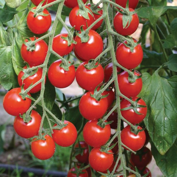 PLODOVKE VOLMARY ČEŠNJEV PARADIŽNIK BARTELLY