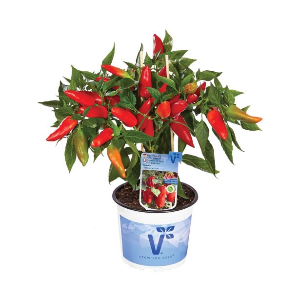 PLODOVKE VOLMARY ČILI TEXANA HOT BURITO