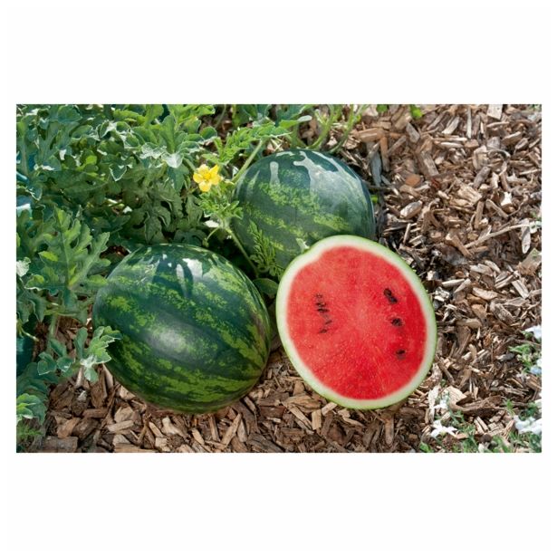 PLODOVKE VOLMARY CITRULLUS LANATUS MINI LOVE CEPLJ. MINI LUBENICA