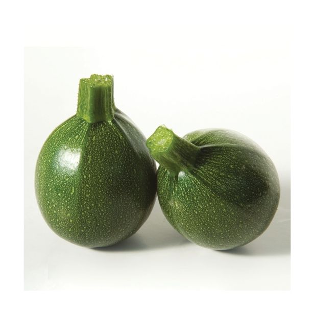 PLODOVKE VOLMARY CUCURBITA PEPO SATELITE F1