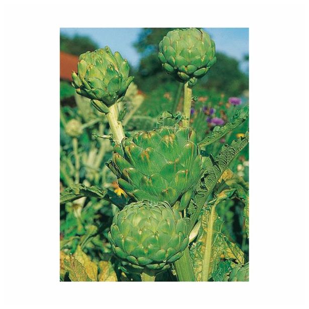 ZELENJAVNA SADIKA VOLMARY CYNARA SCOLYMUS L13
