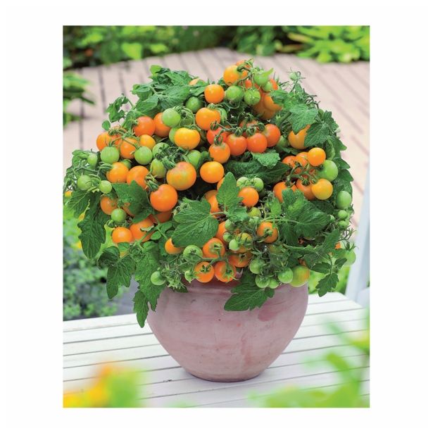 PLODOVKE VOLMARY FEFERONI APACHE F1 13 CM