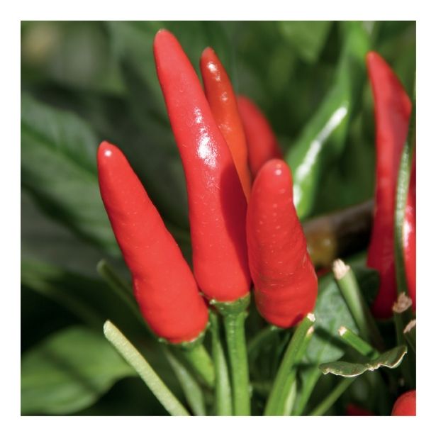 PLODOVKE VOLMARY FEFERONI L10.5