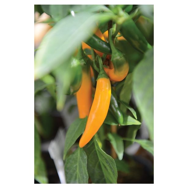 PLODOVKE VOLMARY FEFERONI VECTURA YELLOW