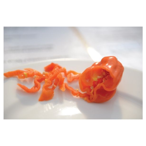 PLODOVKE VOLMARY HABANERO ČILI L10.5