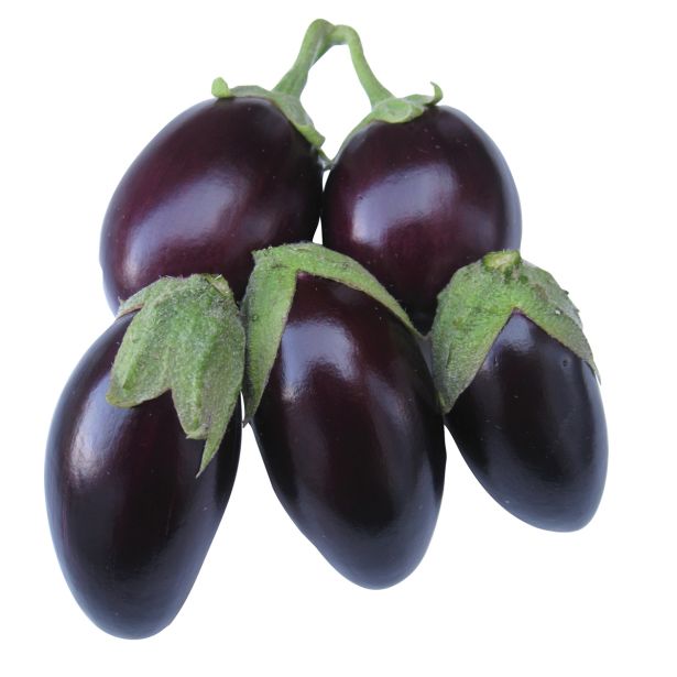 PLODOVKE VOLMARY JAJČEVEC DIAMOND PURPLE