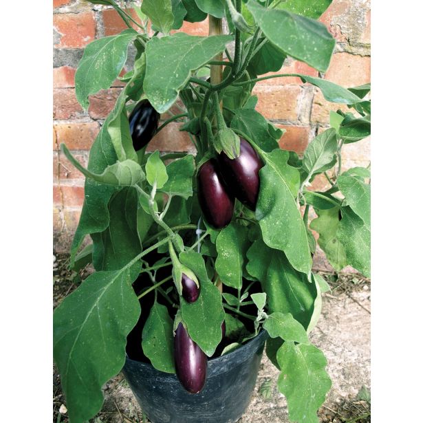 PLODOVKE VOLMARY JAJČEVEC DIAMOND PURPLE