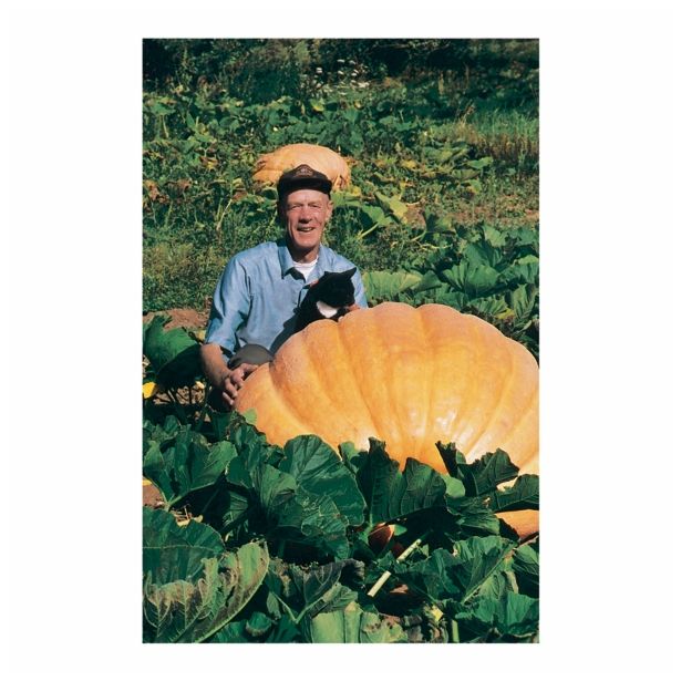 PLODOVKE VOLMARY JUMBO BUČA DILLS ATLANTIC GIANT