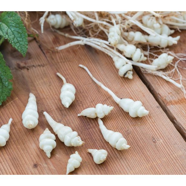 ZELENJAVNA SADIKA VOLMARY KITAJSKA ARTIČOKA CONITO