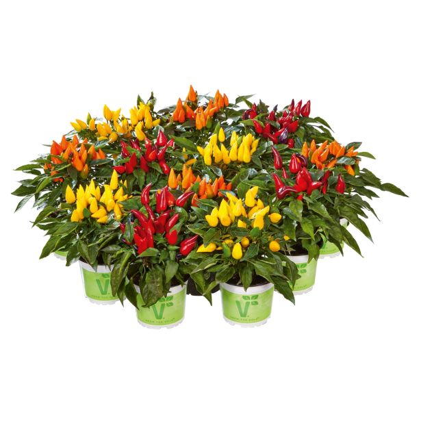 PLODOVKE VOLMARY OGNJENA PAPRIKA DALLAS MIX