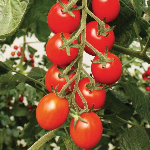 PLODOVKE VOLMARY OVALEN PARADIŽNIK BOLSTAR BALOE