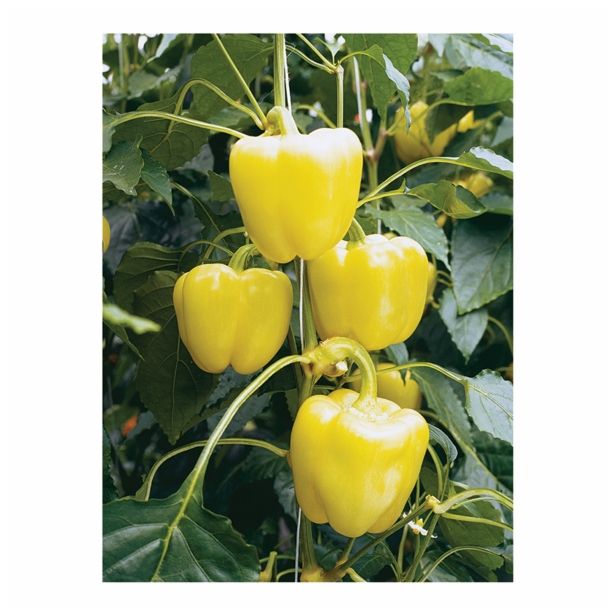PLODOVKE VOLMARY PAPRIKA BELLADONNA F1 CAPSICUM ANNUM 10.5 CM
