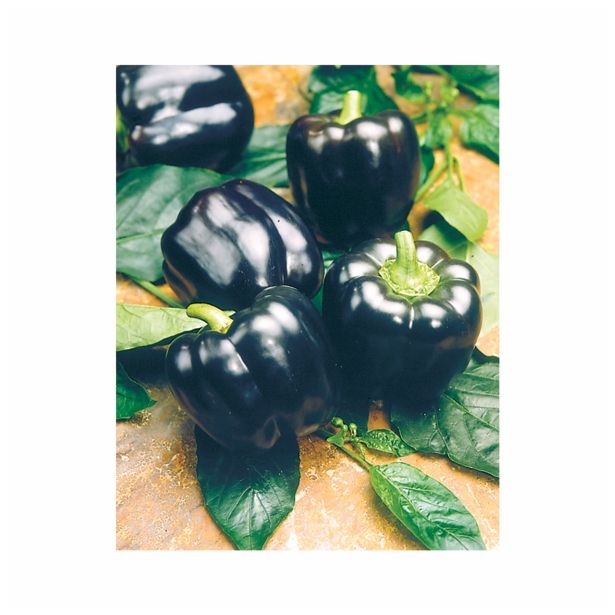 PLODOVKE VOLMARY PAPRIKA BELUGA PURPLE CAPSICUM ANNUM 10.5 CM
