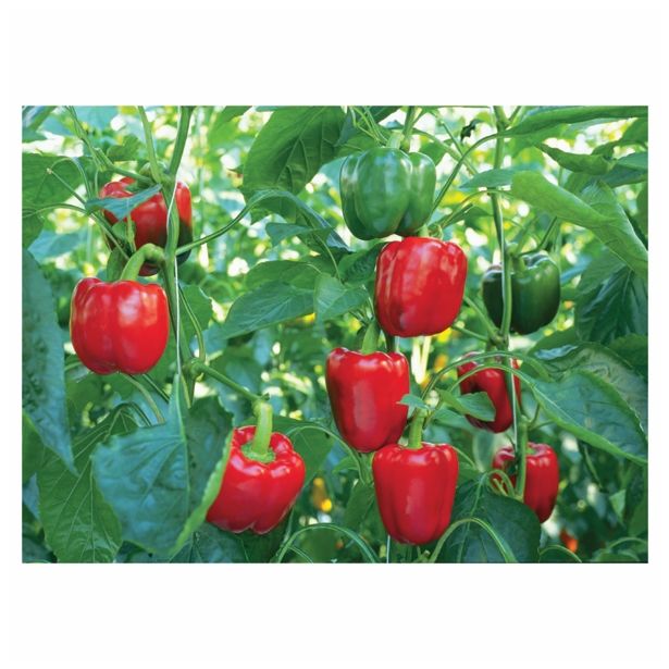 PLODOVKE VOLMARY PAPRIKA BONTEMPI F1 CAPSICUM ANNUM 10.5 CM