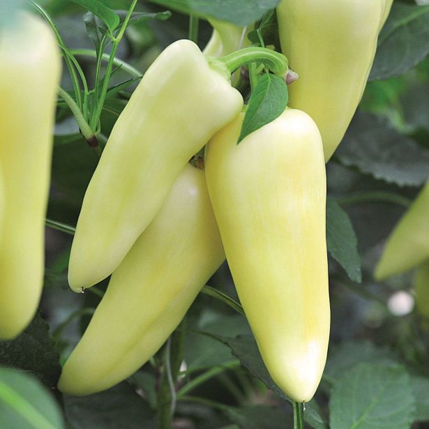 PLODOVKE VOLMARY PAPRIKA JOKER