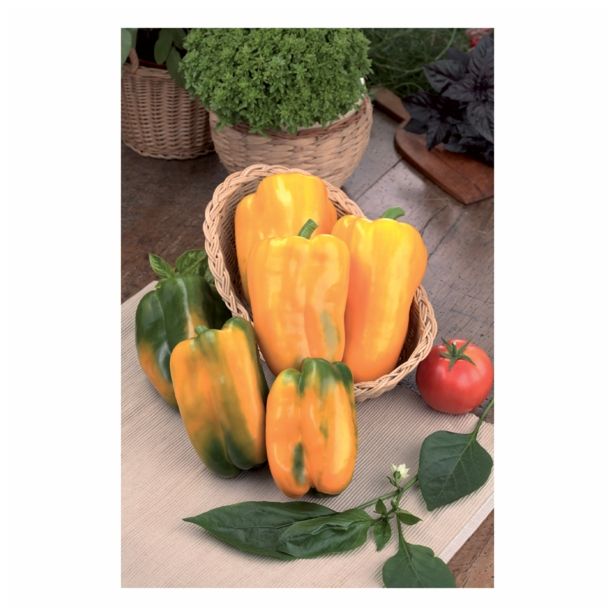 PLODOVKE VOLMARY PAPRIKA MARIBEL F1 12 CM