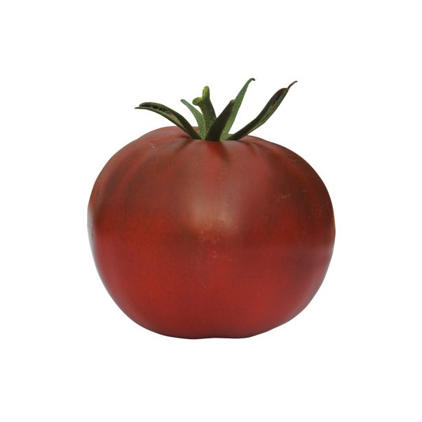 PLODOVKE VOLMARY PARADIŽNIK KAKAO F1 12 CM