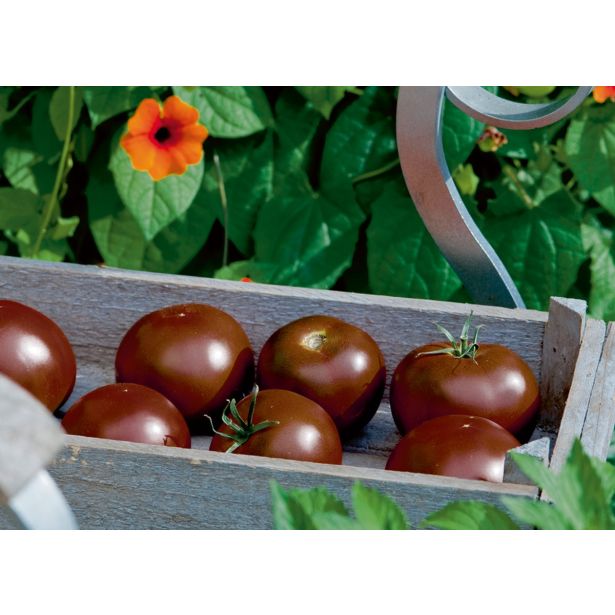 PLODOVKE VOLMARY PARADIŽNIK KAKAO F1 12 CM