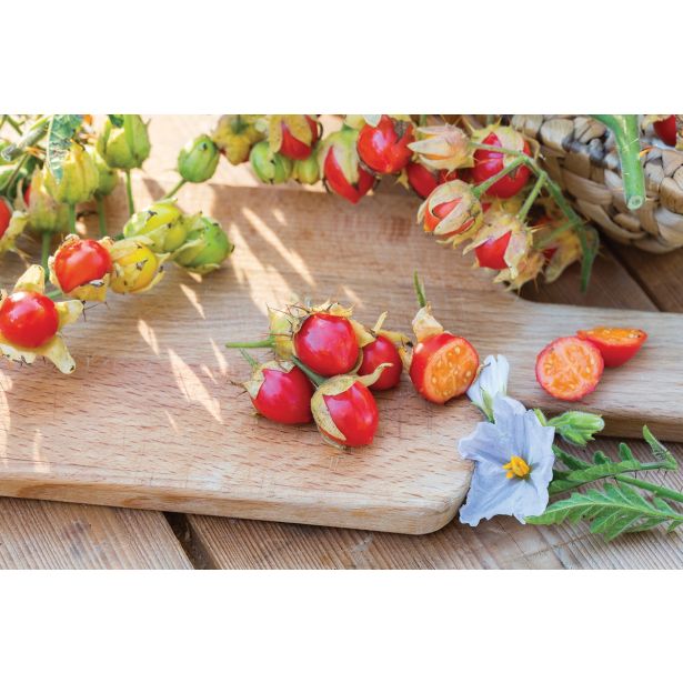 PLODOVKE VOLMARY PARADIŽNIK LIČI STARBENAS