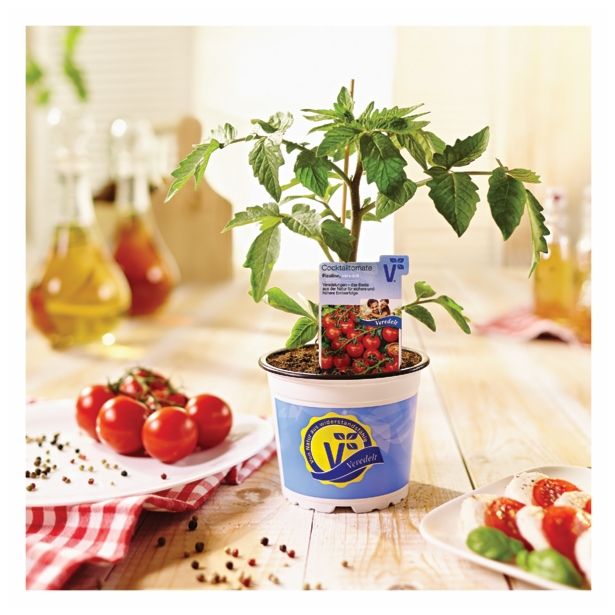 PLODOVKE VOLMARY PARADIŽNIK PICOLINO 12 CM