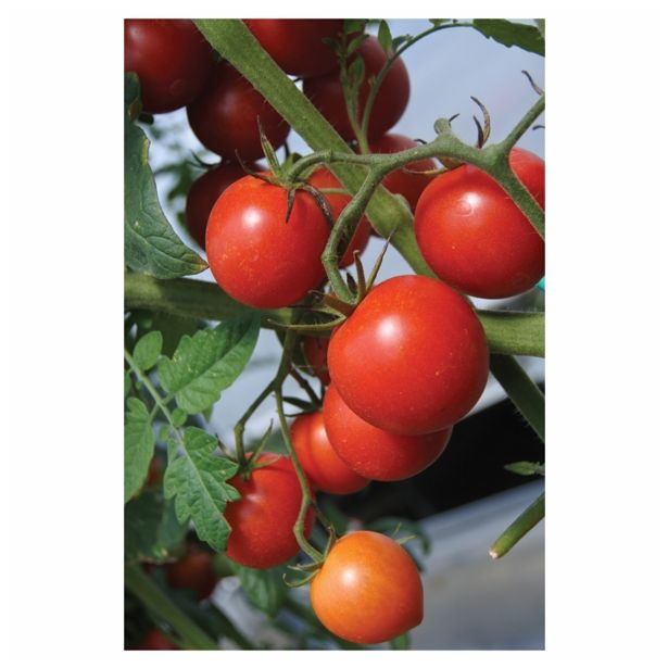 PLODOVKE VOLMARY PARADIŽNIK PICOLINO 12 CM