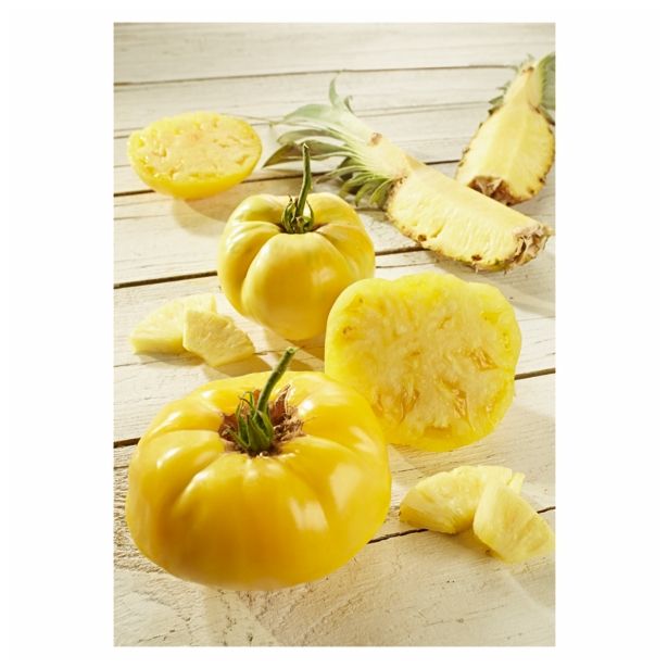 PLODOVKE VOLMARY PARADIŽNIK PINEDO 12 CM