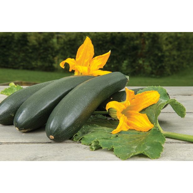 PLODOVKE VOLMARY PLEZAJOČA BUČKA ALANDO L10.5