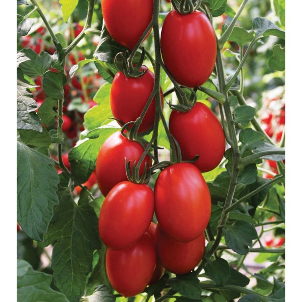 PLODOVKE VOLMARY ROMA PARADIŽNIK BOLSTAR SENSATICA F1