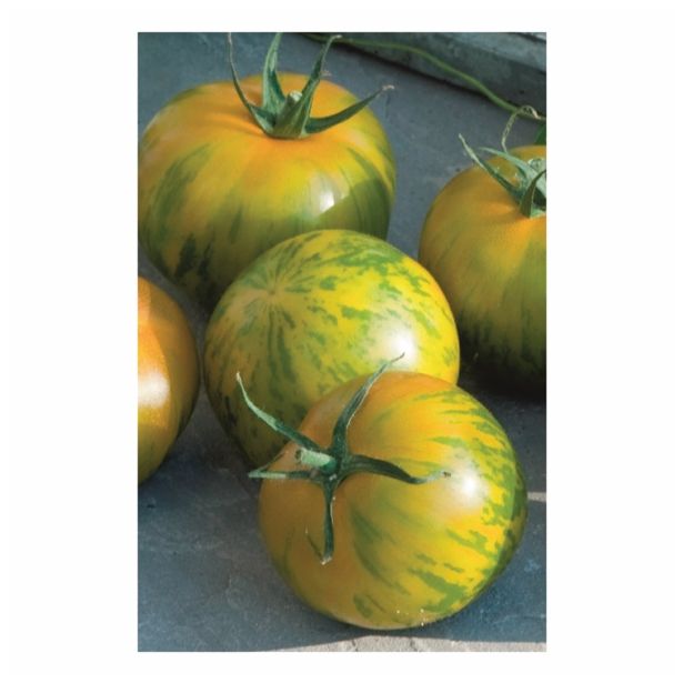 PLODOVKE VOLMARY RUMEN PROGAST PARADIŽNIK TIVERTA F1