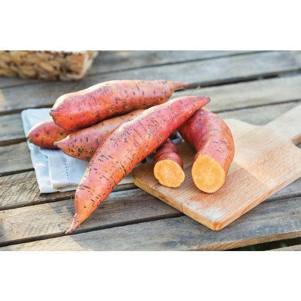 ZELENJAVNA SADIKA VOLMARY SLADEK KROMPIR ERATO DEEP ORANGE