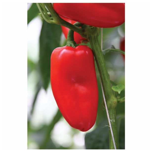 PLODOVKE VOLMARY SNACK PAPRIKA LUBEGA MINI RED