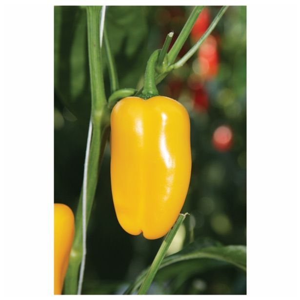 PLODOVKE VOLMARY SNACK PAPRIKA LUBEGA MINI YELLOW