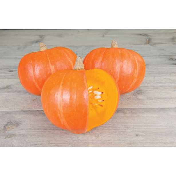 PLODOVKE VOLMARY SRČASTA BUČA HOKAIDO AMORO L10.5