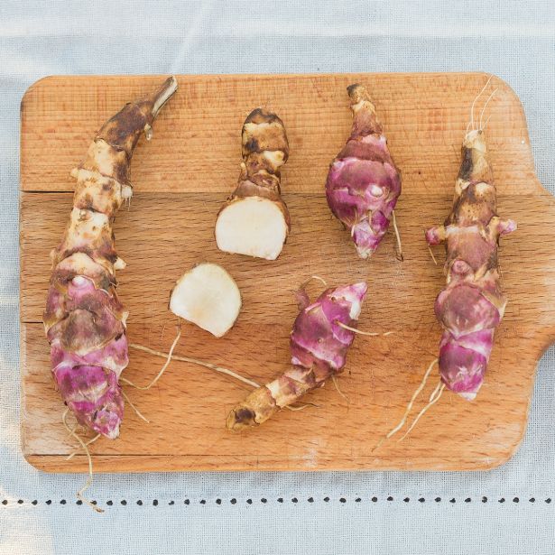 ZELENJAVNA SADIKA VOLMARY TOPINAMBUR PAPAS PATIO