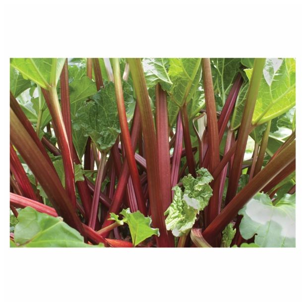 RABARBARA VOLMARY VEDNO RODNA L17