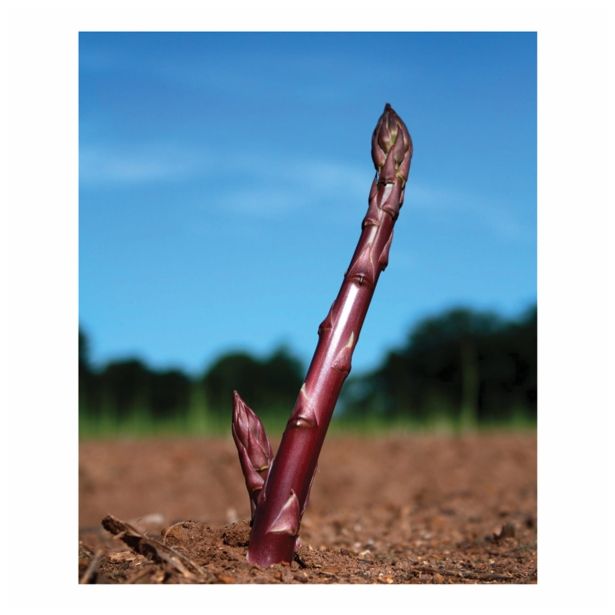 ZELENJAVNA SADIKA VOLMARY VIJOLIČASTI ŠPARGELJ