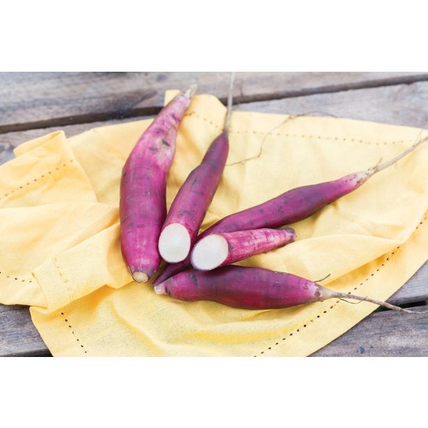 ZELENJAVNA SADIKA VOLMARY YAKON