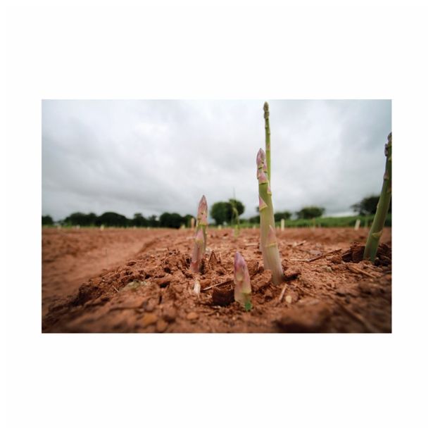 VRTNINA VOLMARY ZELENI ŠPARGELJ