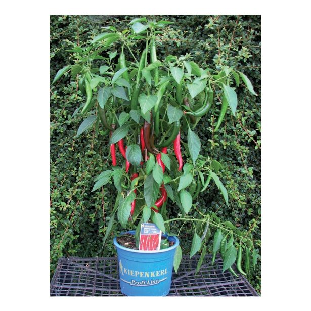 PLODOVKE ZELENJAVA S PLODOVI MIX L23 CM