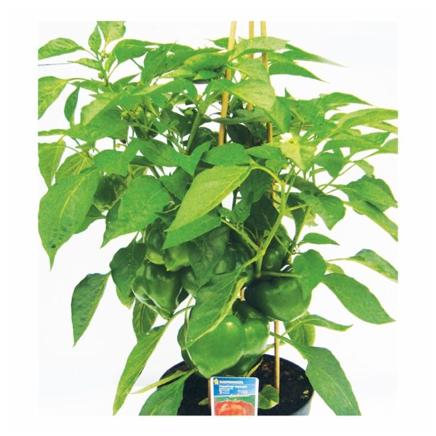 PLODOVKE ZELENJAVA S PLODOVI MIX L23 CM