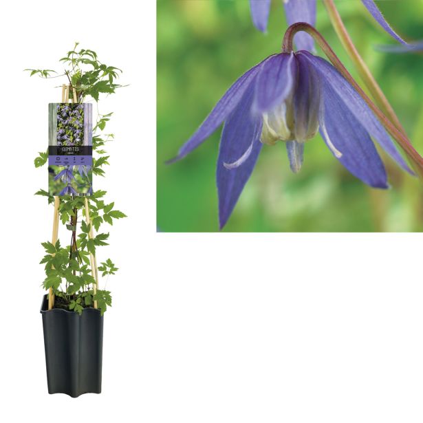 VZPENJALKA ALPSKI KLEMATIS L17