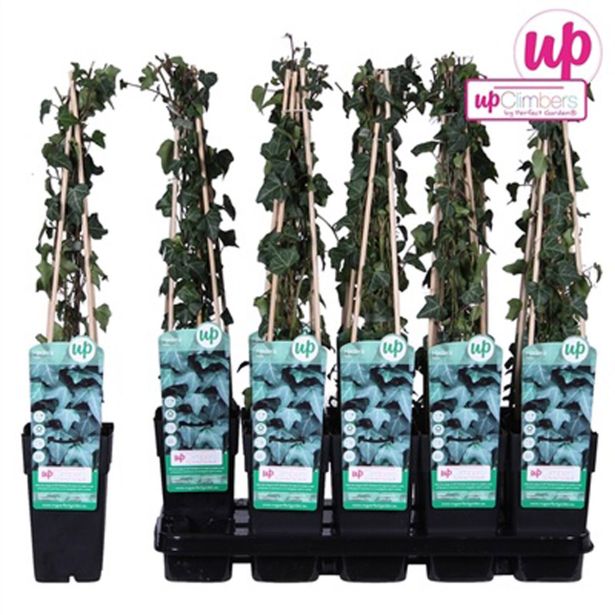 VZPENJALKA BRŠLJAN L15