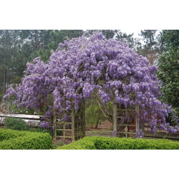 VZPENJALKA GLICINIJA L2 L