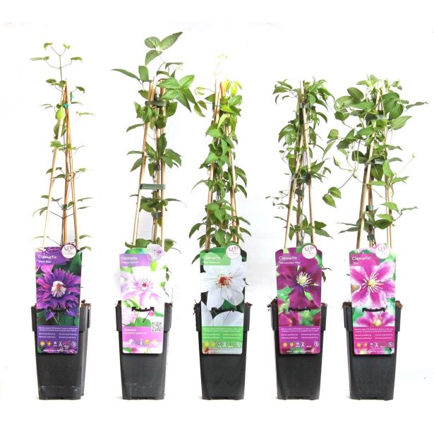 VZPENJALKA KLEMATIS MIX L15