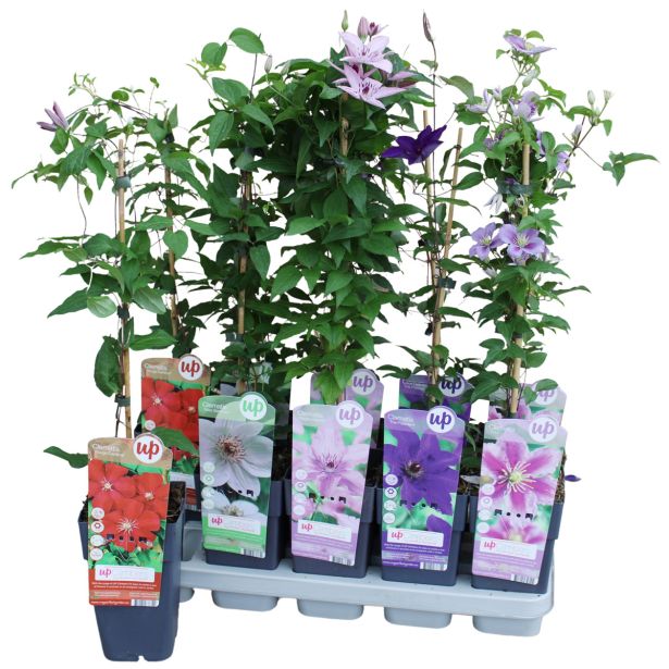 VZPENJALKA KLEMATIS MIX L15