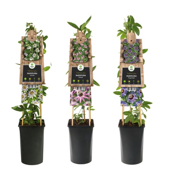 VZPENJALKA PASIJONKA MIX L2 L