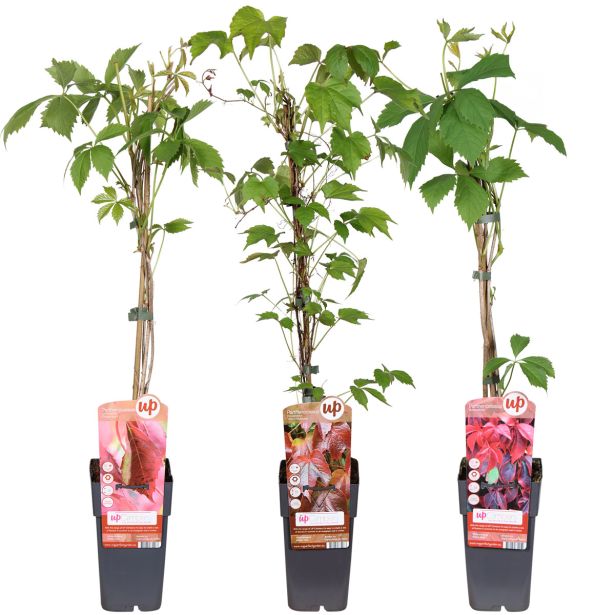 VZPENJALKA VINIKA L2 L