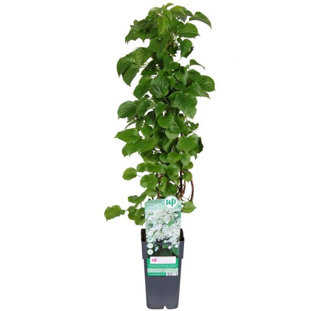 VZPENJALKA VZPENJAVA HORTENZIJA L17 CM